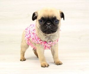 Pug Puppy for sale in LAS VEGAS, NV, USA