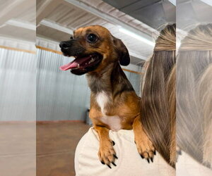 Chihuahua-Unknown Mix Dogs for adoption in Grafton, WI, USA
