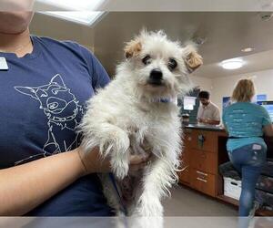 Mutt Dogs for adoption in Pasadena, CA, USA