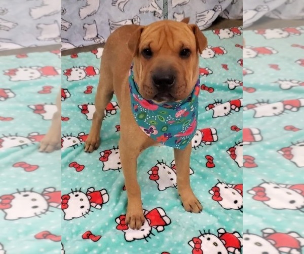 Medium Photo #5 Chinese Shar-Pei-Unknown Mix Puppy For Sale in Tampa, FL, USA
