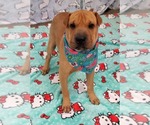Small #4 Chinese Shar-Pei Mix