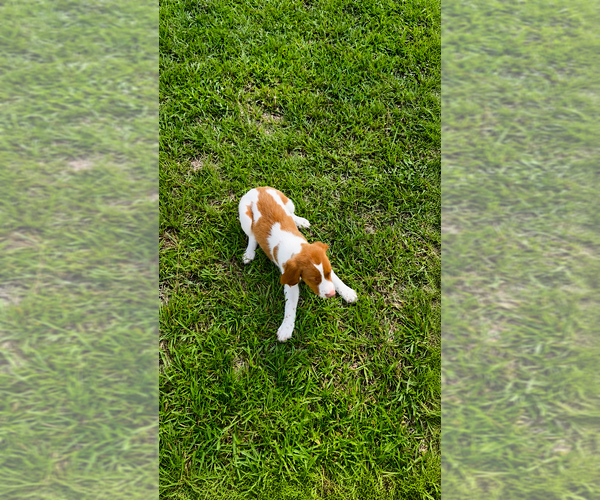 Medium Photo #2 Brittany Puppy For Sale in ORRUM, NC, USA