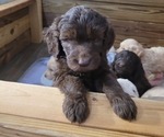 Small Photo #2 Goldendoodle Puppy For Sale in MORELAND, GA, USA