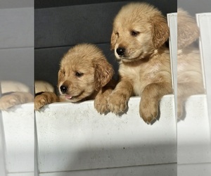 Golden Retriever Puppy for sale in LEHIGH ACRES, FL, USA