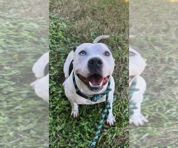 Medium Photo #8 Mutt Puppy For Sale in Abbeville, LA, USA