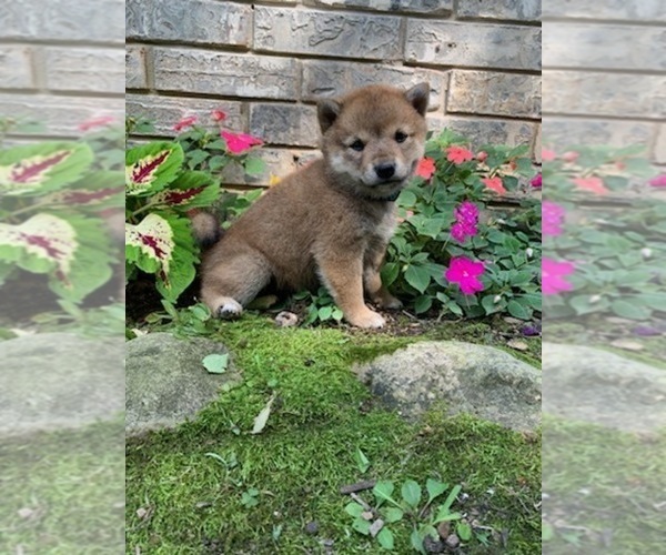 Medium Photo #8 Shiba Inu Puppy For Sale in AVA, MO, USA