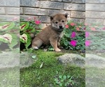 Small Photo #8 Shiba Inu Puppy For Sale in AVA, MO, USA