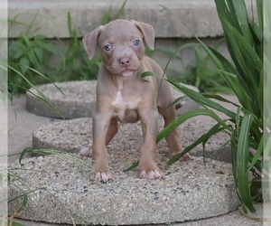 American Bully Puppy for sale in CHAMPAIGN, IL, USA