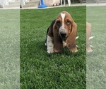 Small Photo #5 Basset Hound Puppy For Sale in ALPINE, UT, USA