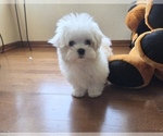 Puppy Dino Maltese