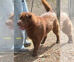 Small Photo #3 Mutt Puppy For Sale in Woodland Hills, CA, USA