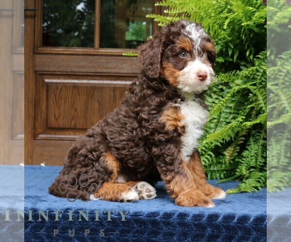 Medium Photo #4 Bernedoodle (Miniature) Puppy For Sale in NARVON, PA, USA