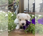 Small #5 Maltese