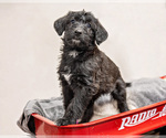 Small Photo #5 Shepadoodle Puppy For Sale in JOHNSON, KS, USA