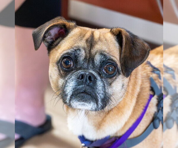 Medium Photo #12 Puggle Puppy For Sale in Mundelein, IL, USA