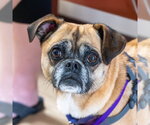Small #11 Puggle