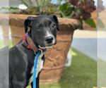 Small #1 Labrador Retriever Mix