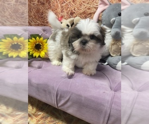 Medium Photo #1 Shih Tzu Puppy For Sale in FORT MYERS, FL, USA
