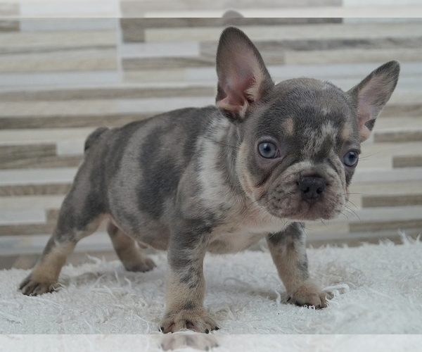 Medium Photo #3 French Bulldog Puppy For Sale in SILVER SPRING, MD, USA