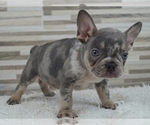 Small Photo #3 French Bulldog Puppy For Sale in SILVER SPRING, MD, USA