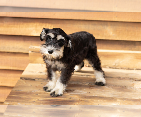 Medium Photo #3 Schnauzer (Miniature) Puppy For Sale in NAPPANEE, IN, USA