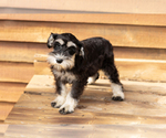 Small #2 Schnauzer (Miniature)
