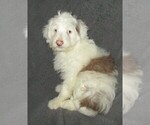 Small Photo #2 Aussie-Poo-Aussiedoodle Mix Puppy For Sale in LINCOLN, AL, USA