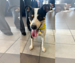 Small #2 Australian Shepherd Mix