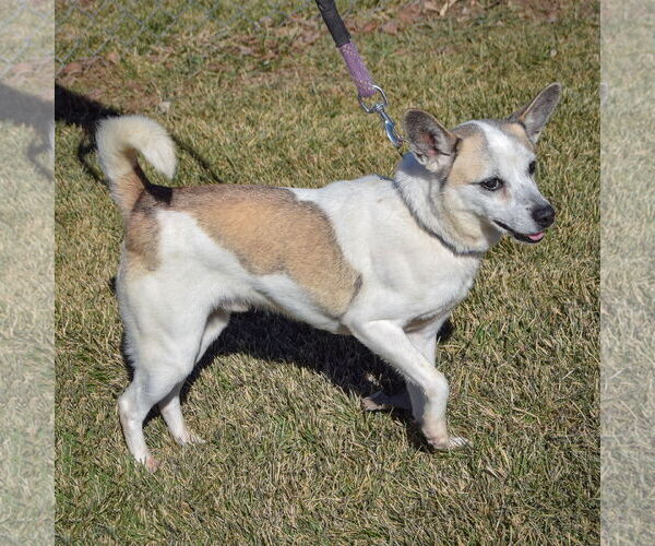 Medium Photo #4 Unknown-pomeranian spitz Mix Puppy For Sale in Huntley, IL, USA