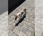Small #3 Great Dane