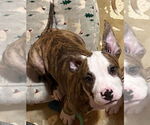 Small #1 American Pit Bull Terrier Mix