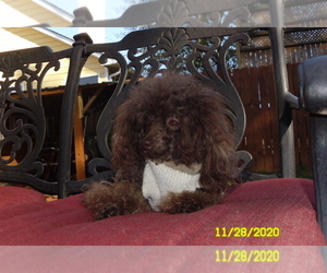 Poodle (Toy) Puppy for sale in DULUTH, GA, USA