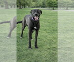 Small #4 American Pit Bull Terrier-German Shepherd Dog Mix
