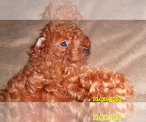 Poodle (Toy) Puppy for sale in DULUTH, GA, USA