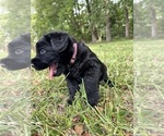 Puppy Roxy Schnauzer (Giant)