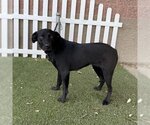 Small Photo #1 Labrador Retriever Puppy For Sale in Modesto, CA, USA