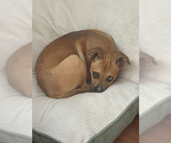 Medium Photo #5 Boxer-Unknown Mix Puppy For Sale in Germantown, OH, USA