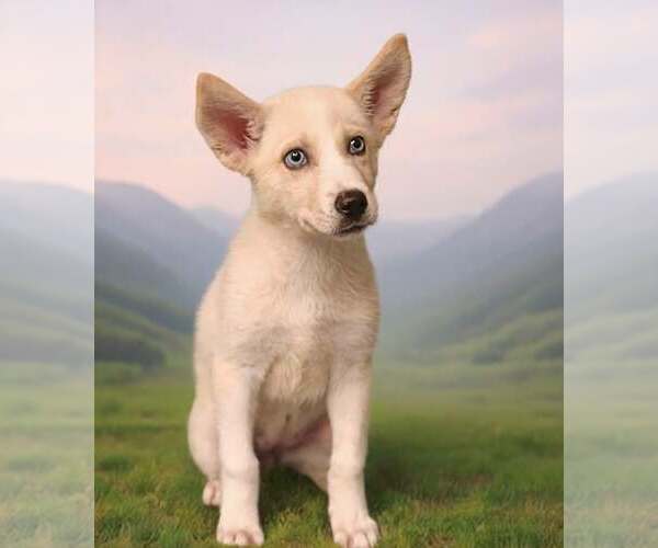 Medium Photo #4 Siberian Husky-Unknown Mix Puppy For Sale in Talladega, AL, USA