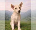 Small #3 Siberian Husky Mix