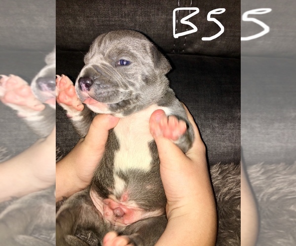 Medium Photo #21 American Bully Puppy For Sale in PEWEE VALLEY, KY, USA