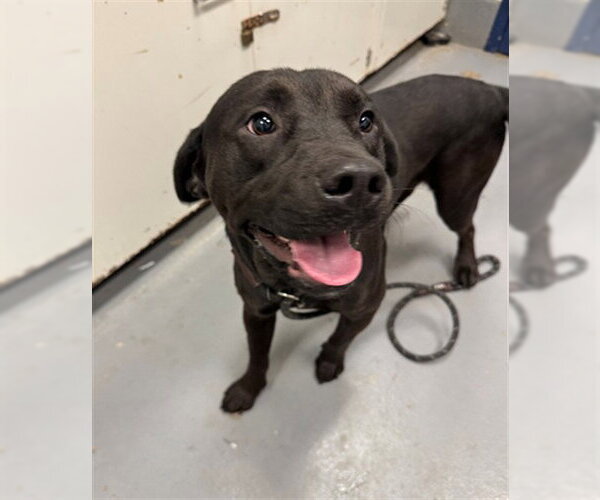 Medium Photo #1 Labrador Retriever-Unknown Mix Puppy For Sale in Peoria, IL, USA