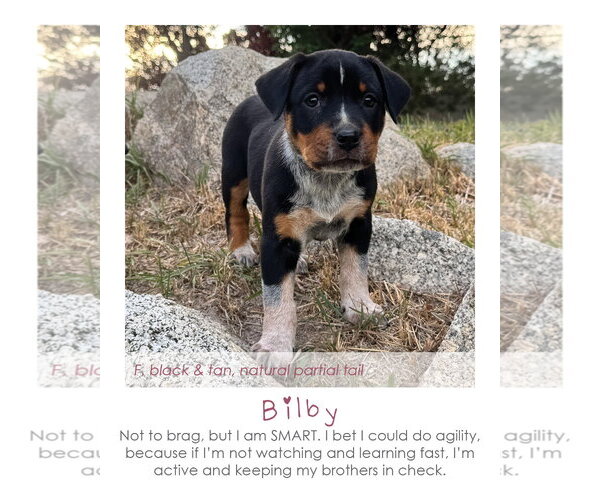 Medium Photo #1 Mutt Puppy For Sale in MIDWAY, UT, USA