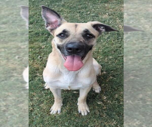 Medium Photo #1 German Shepherd Dog-Great Dane Mix Puppy For Sale in Plano, TX, USA