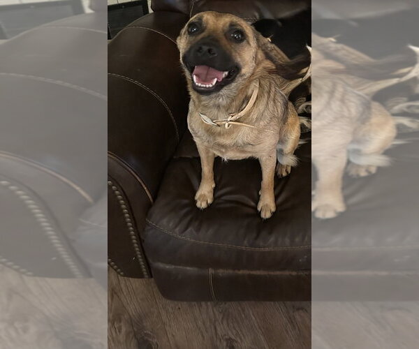 Medium Photo #4 Feist Terrier-Unknown Mix Puppy For Sale in Boston, MA, USA
