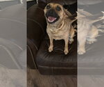 Small #3 Feist Terrier Mix