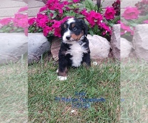 Bernedoodle (Miniature) Litter for sale in TOPEKA, IN, USA