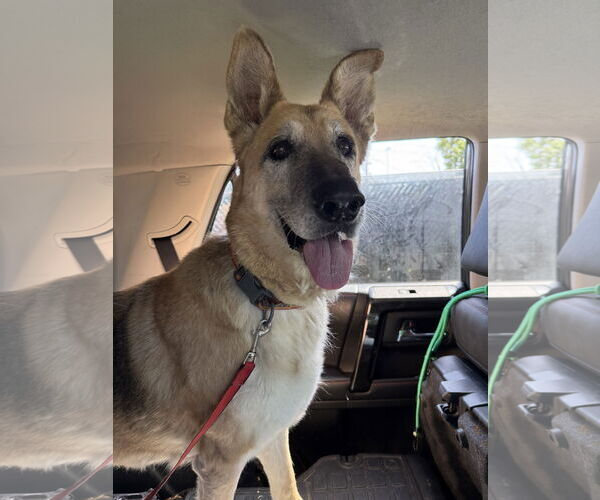 Medium Photo #3 German Shepherd Dog-Unknown Mix Puppy For Sale in Seattle, WA, USA