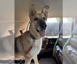 Small #2 German Shepherd Dog Mix
