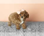 Small #2 Cavapoo mix (+ Poodle Miniature)