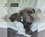 Small #9 Cane Corso